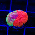 Diablo Diaseris Plate Coral