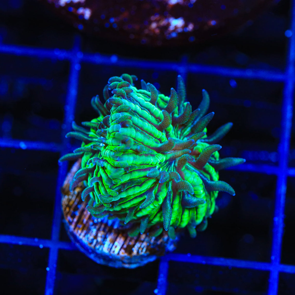 TSA Funky Fungia Plate Coral