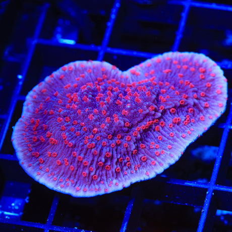 TSA Periwinkle Passion Montipora Cap Coral