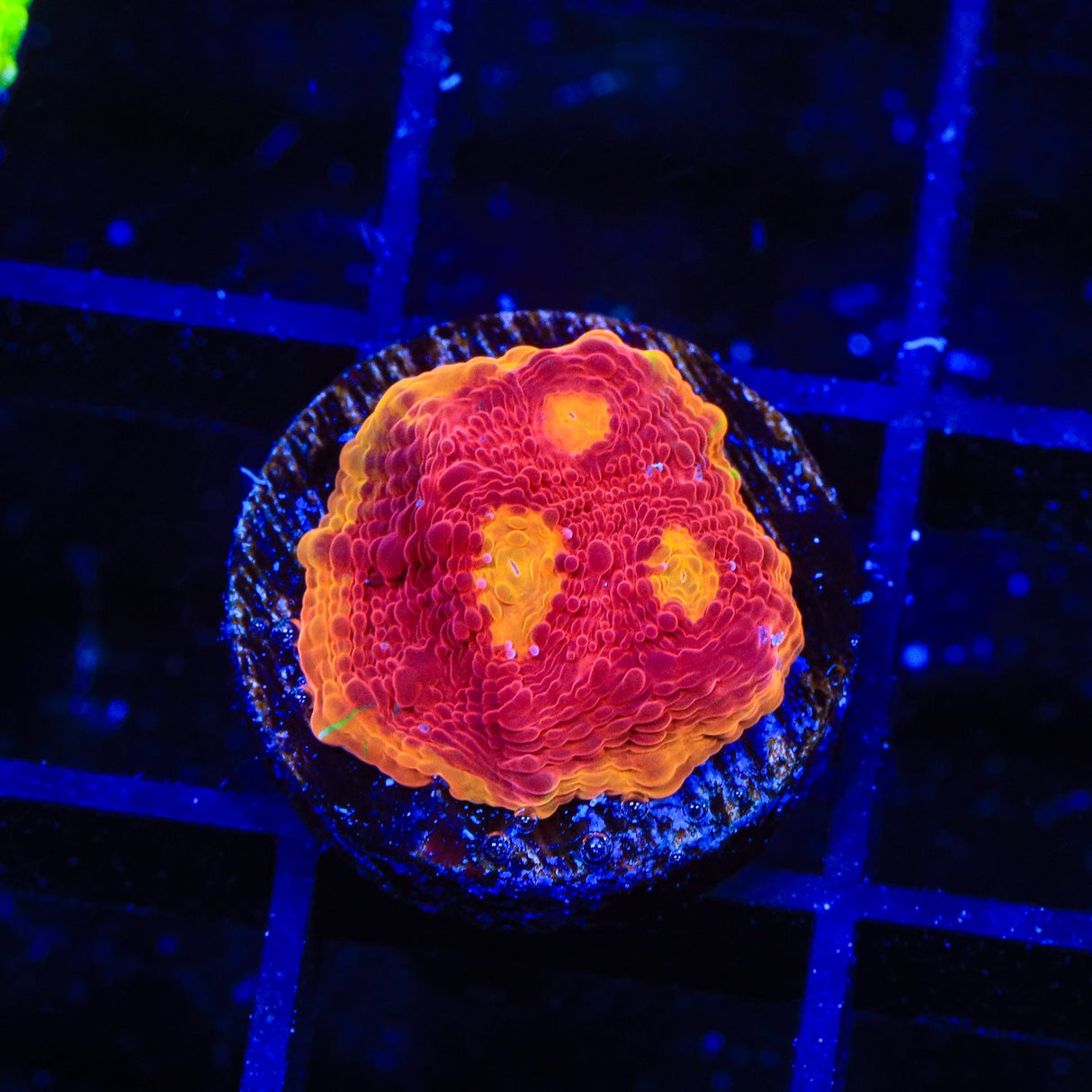 CB Flame Thrower Chalice Coral