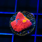 WWC Jelly Bean Chalice Coral