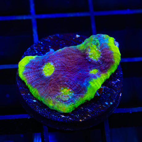 TSA Purple People Eater Chalice Coral