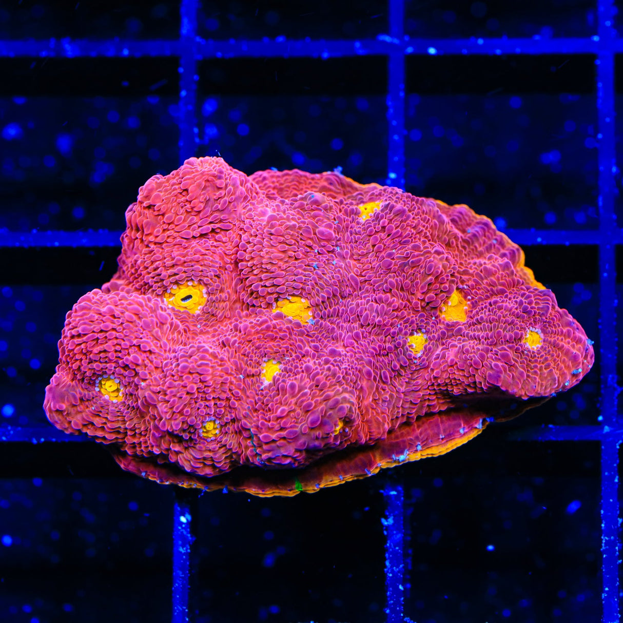 CB Flamethrower Chalice Coral