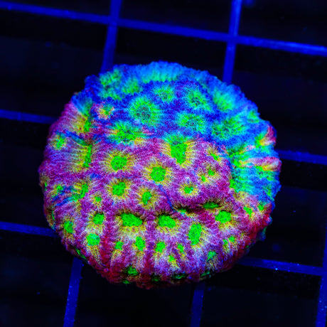 JF Fairy Ring Favia Coral