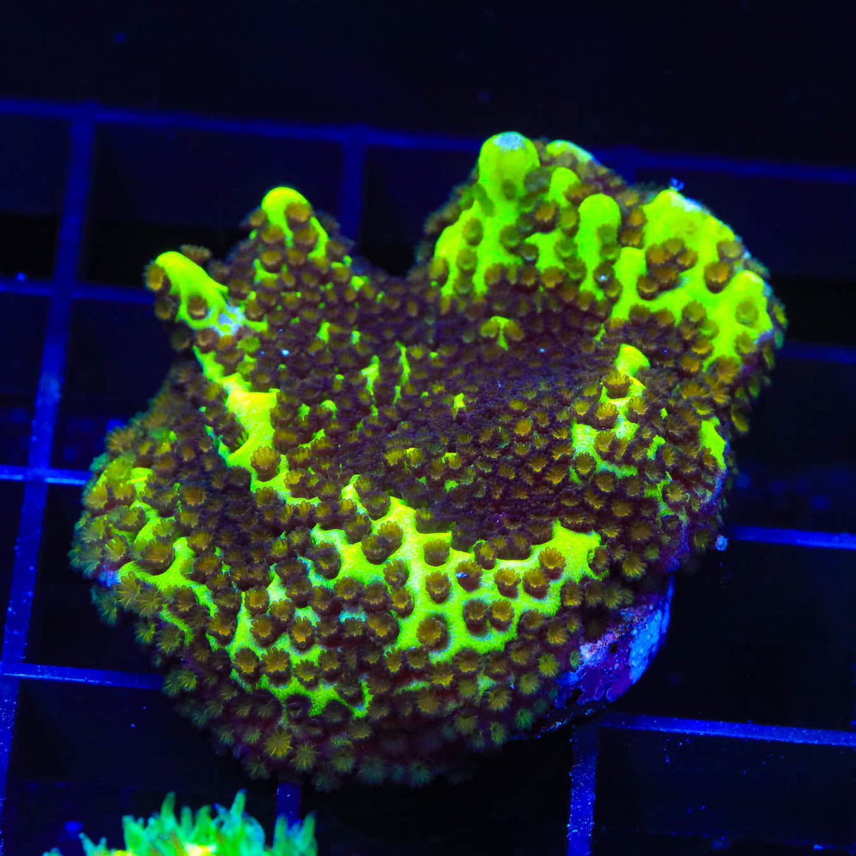 ORA Green Spongodes Montipora Coral