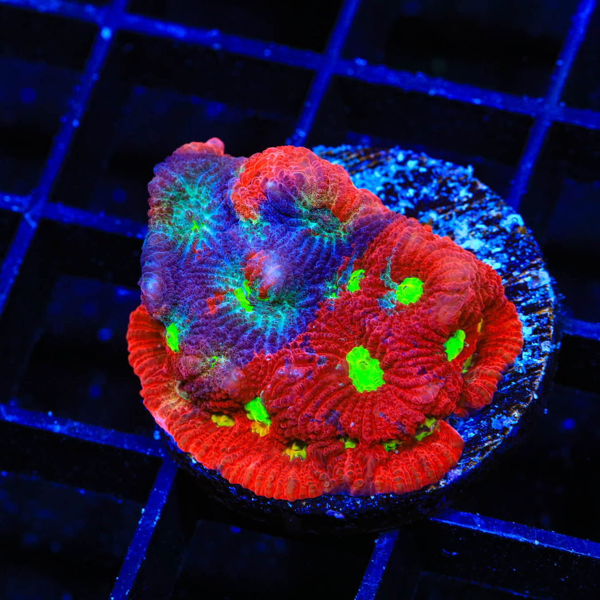 CB Bloodbath Favia Coral - Top Shelf Aquatics