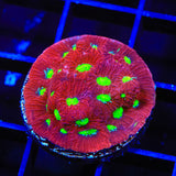 TSA Fire Favia Coral