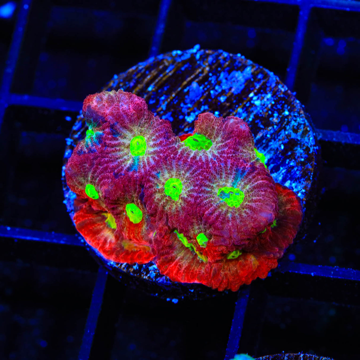 CB Bloodbath Favia Coral - Top Shelf Aquatics