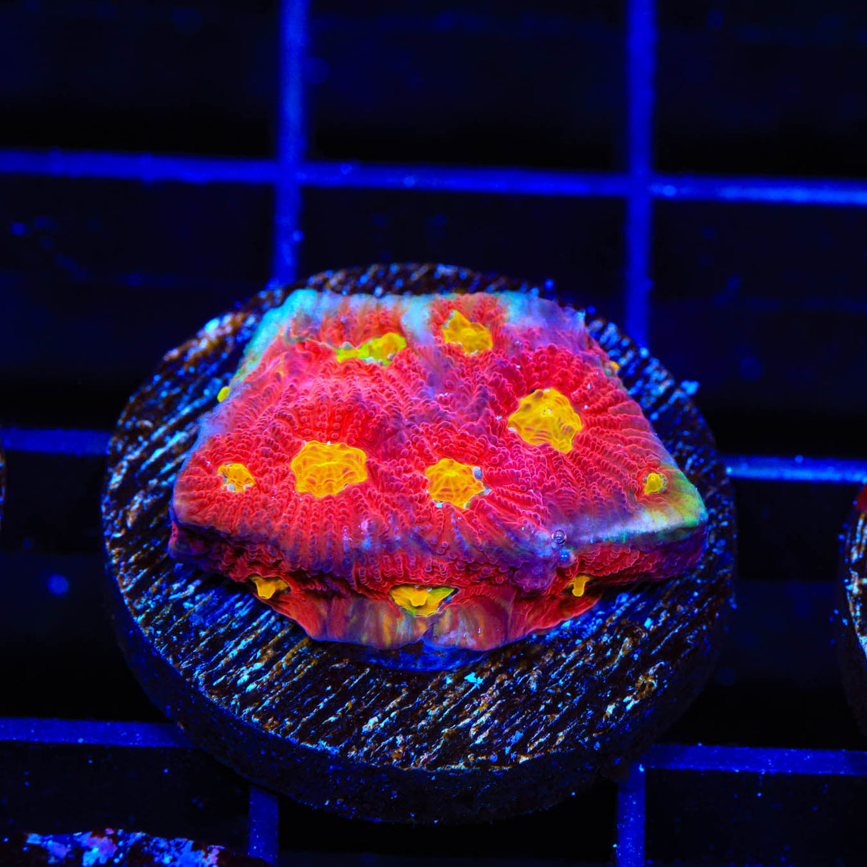 TSA Fire Favia Coral - Top Shelf Aquatics