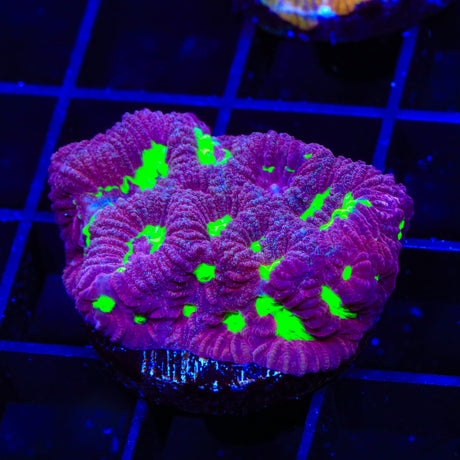 TSA Purple Dream Favia Coral