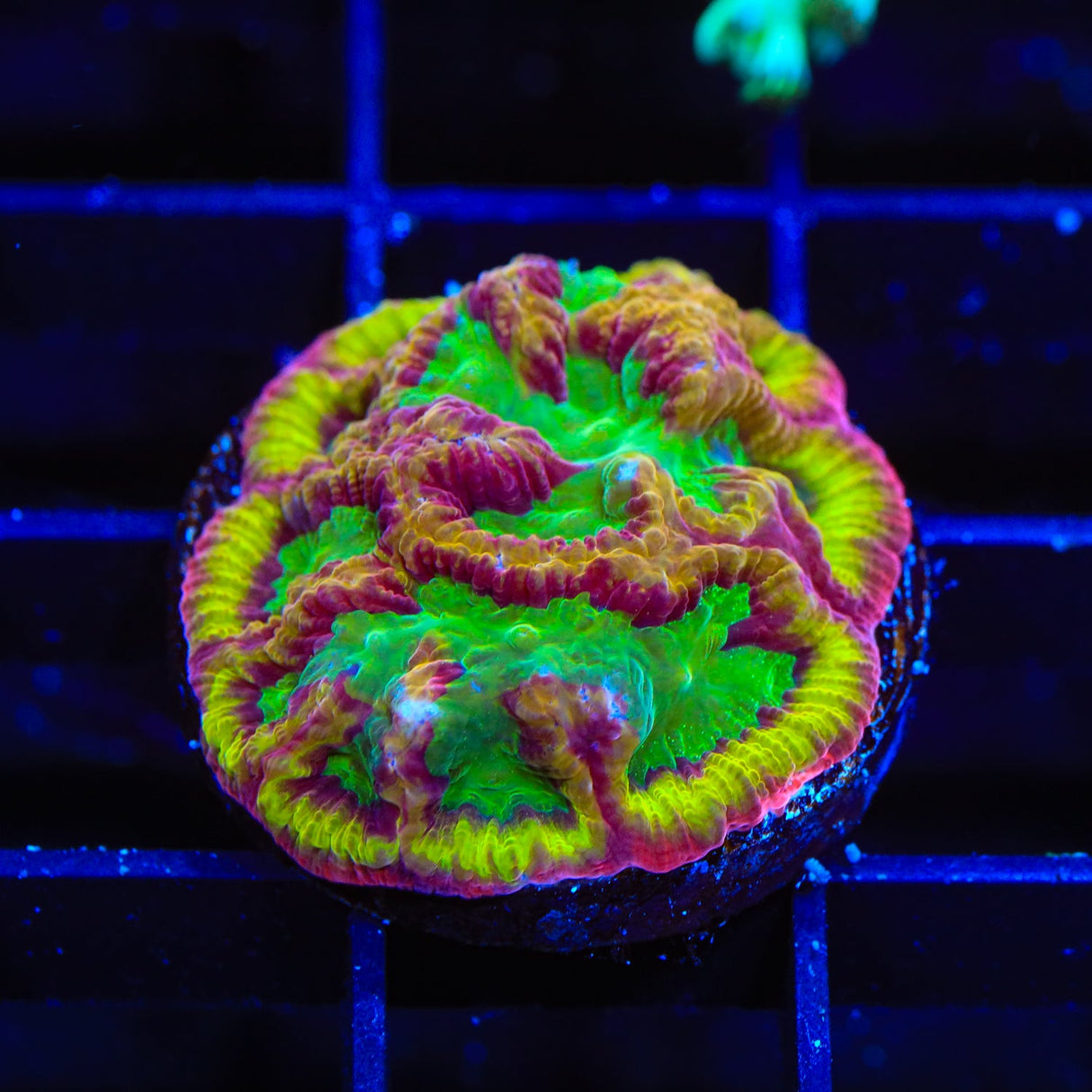 TSA Pandemic Favia Coral