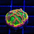 TSA Pandemic Favia Coral