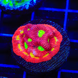 TSA Fire Favia Coral