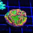 TSA Pandemic Favia Coral