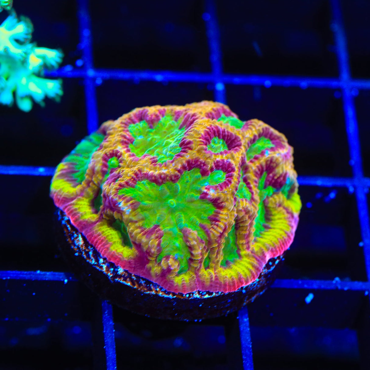 TSA Pandemic Favia Coral