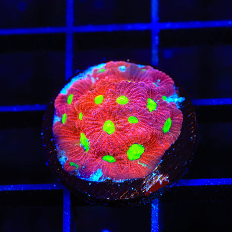 TSA Fire Favia Coral