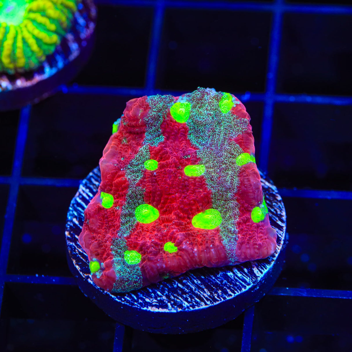 CB Bloodbath Favia Coral