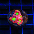 TSA Fire Favia Coral