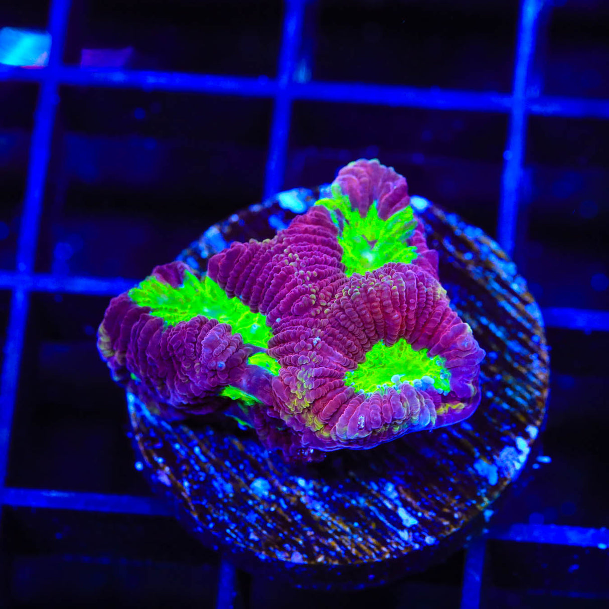 TSA Plasma Pool Favia Coral - Top Shelf Aquatics