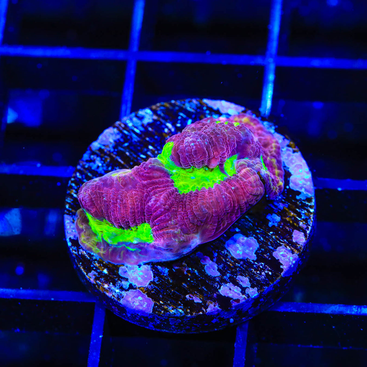 TSA Plasma Pool Favia Coral