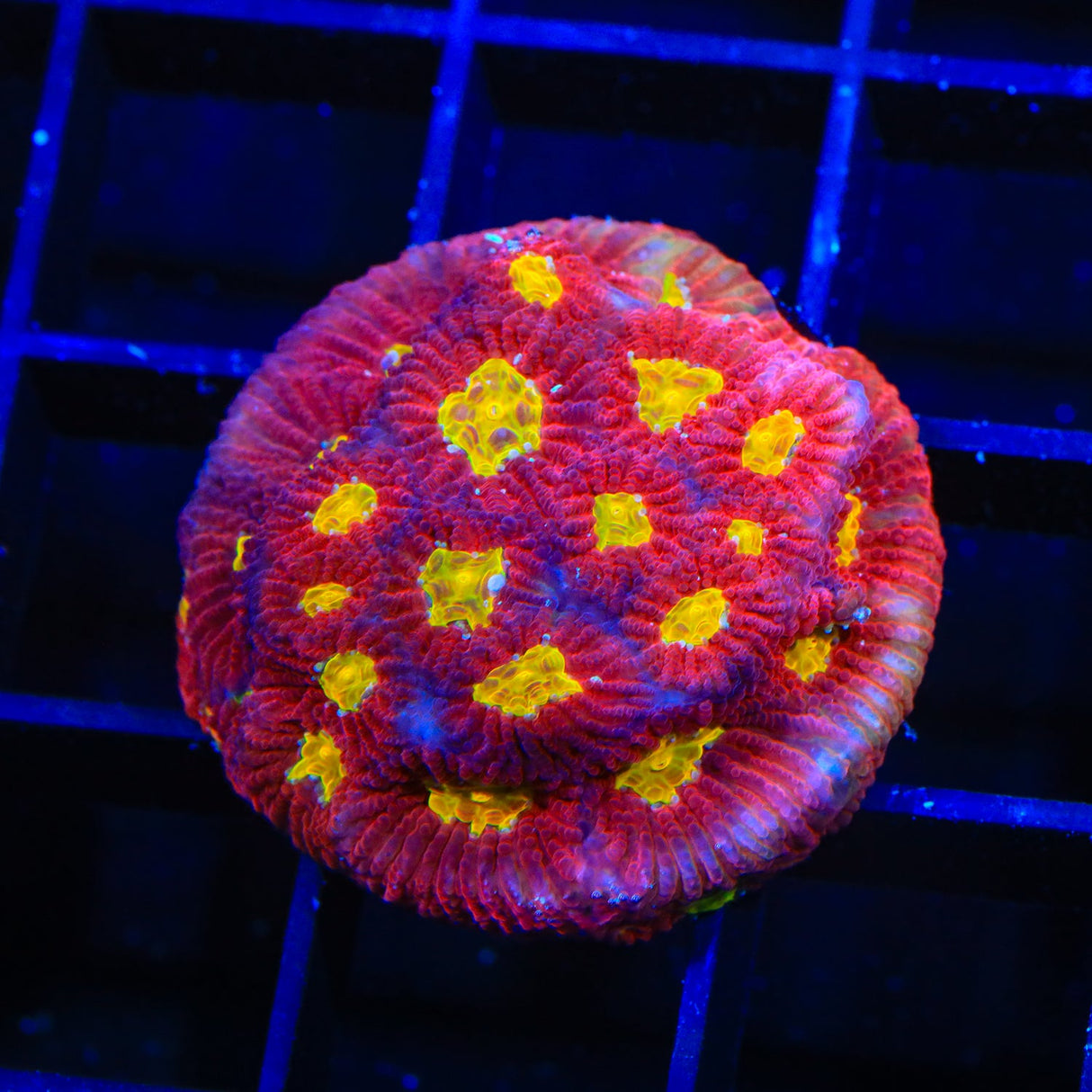 JF Toro Bravo Favia Coral