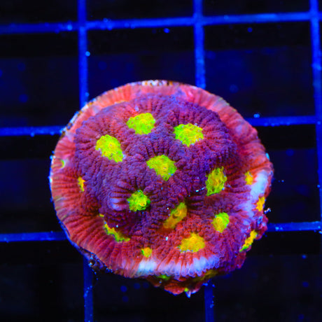 JF Toro Bravo Favia Coral