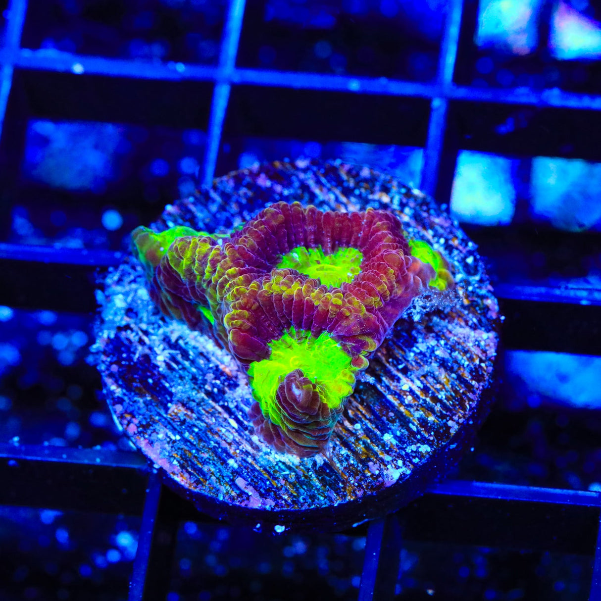 TSA Texas Tornado Favia Coral