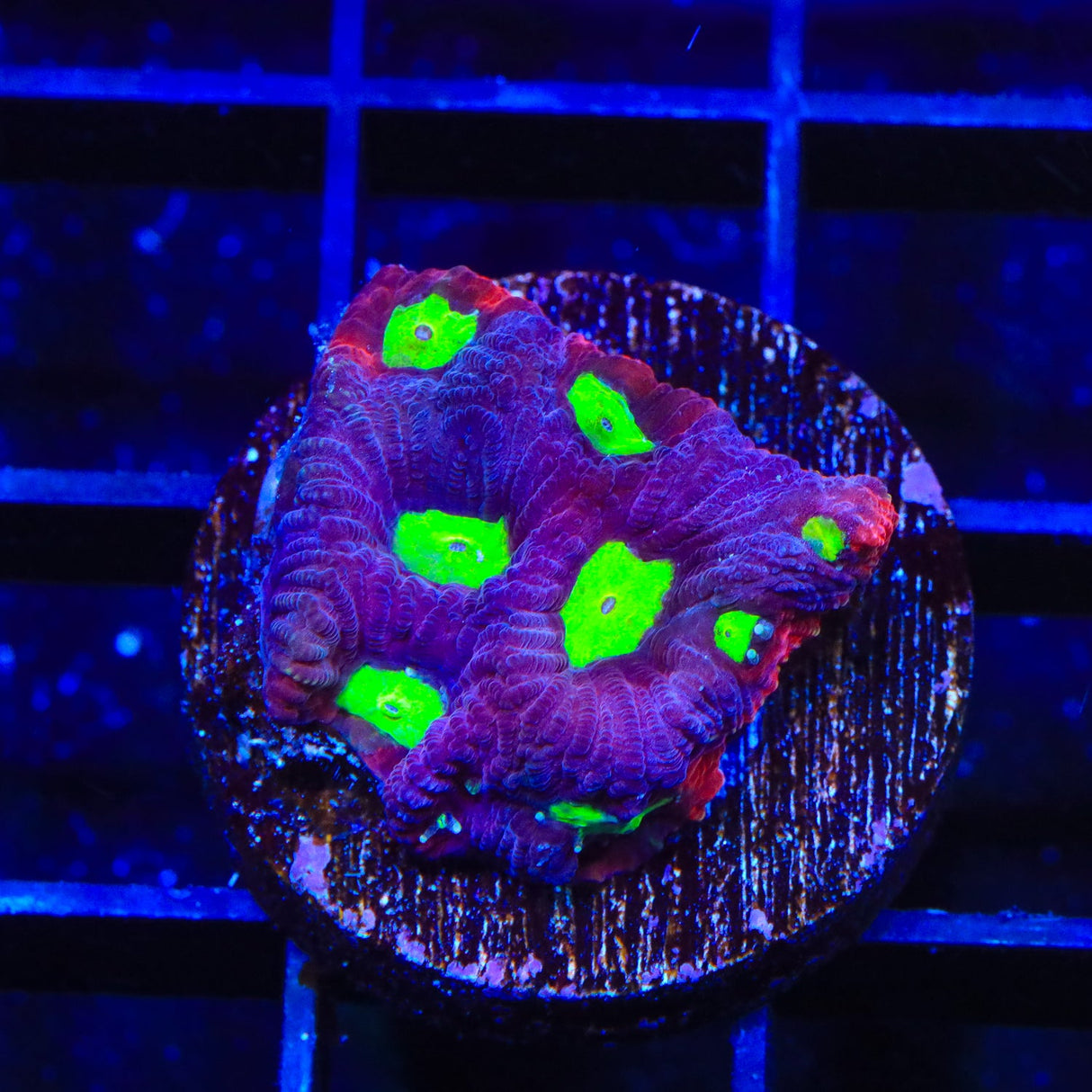 TSA Blood Bath Favia Coral