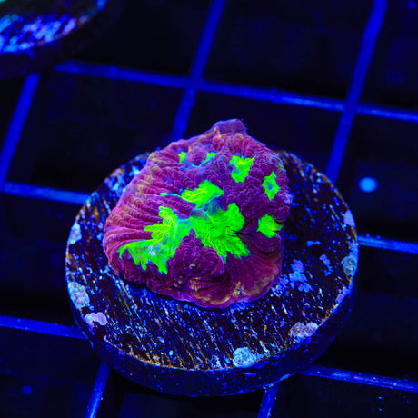 TSA Plasma Pool Favia Coral