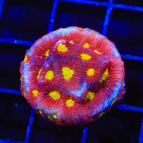 JF Toro Bravo Favia Coral