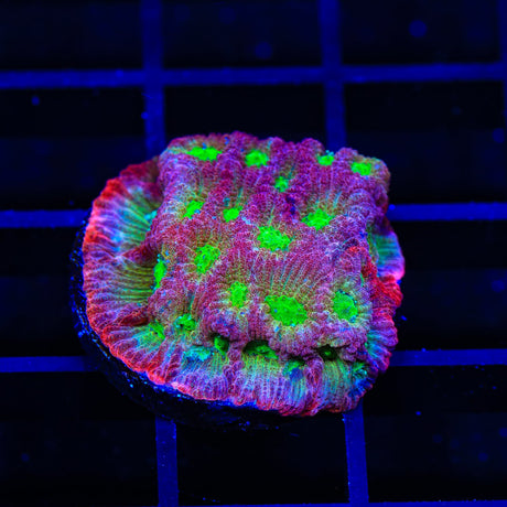 JF Fairy Ring Favia Coral