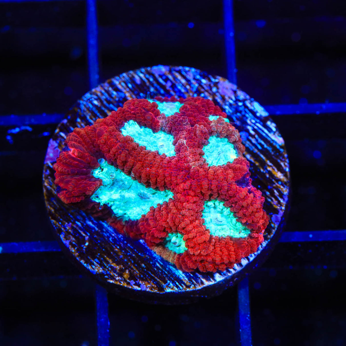 TSA Frozen Heart Favia Coral