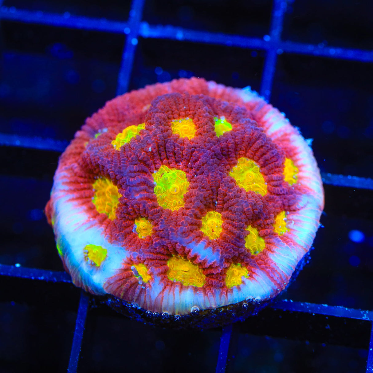 JF Toro Bravo Favia Coral