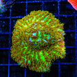 TSA Gamma Knife Hydnophora Coral