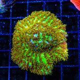 TSA Gamma Knife Hydnophora Coral