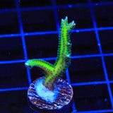 TSA Dragon Claw Birdsnest Coral