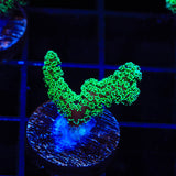 Green Birdsnest Coral