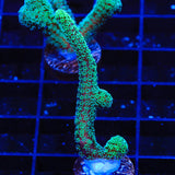 Green Birdsnest Coral