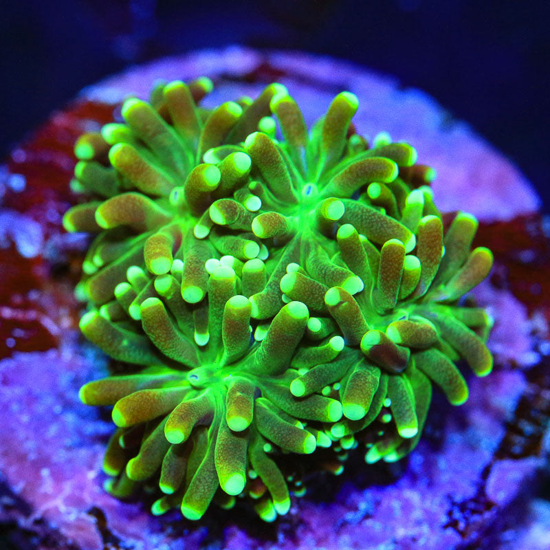 TSA Evergreen Galaxea Coral