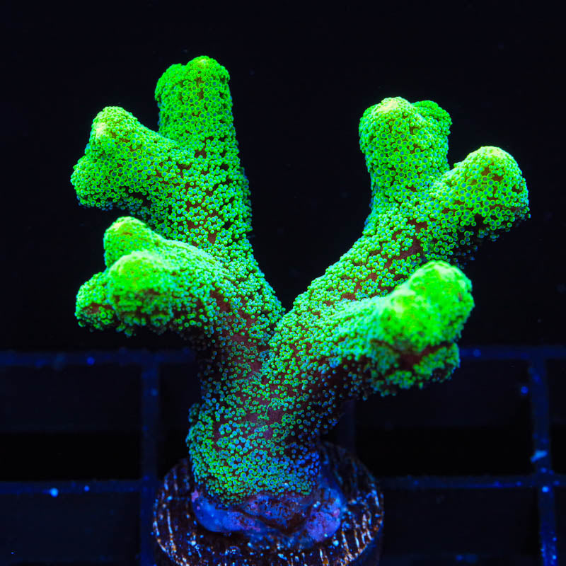 TSA Fuzzy Birdsnest Coral