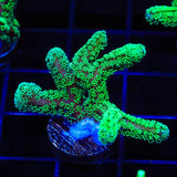 Green Birdsnest Coral