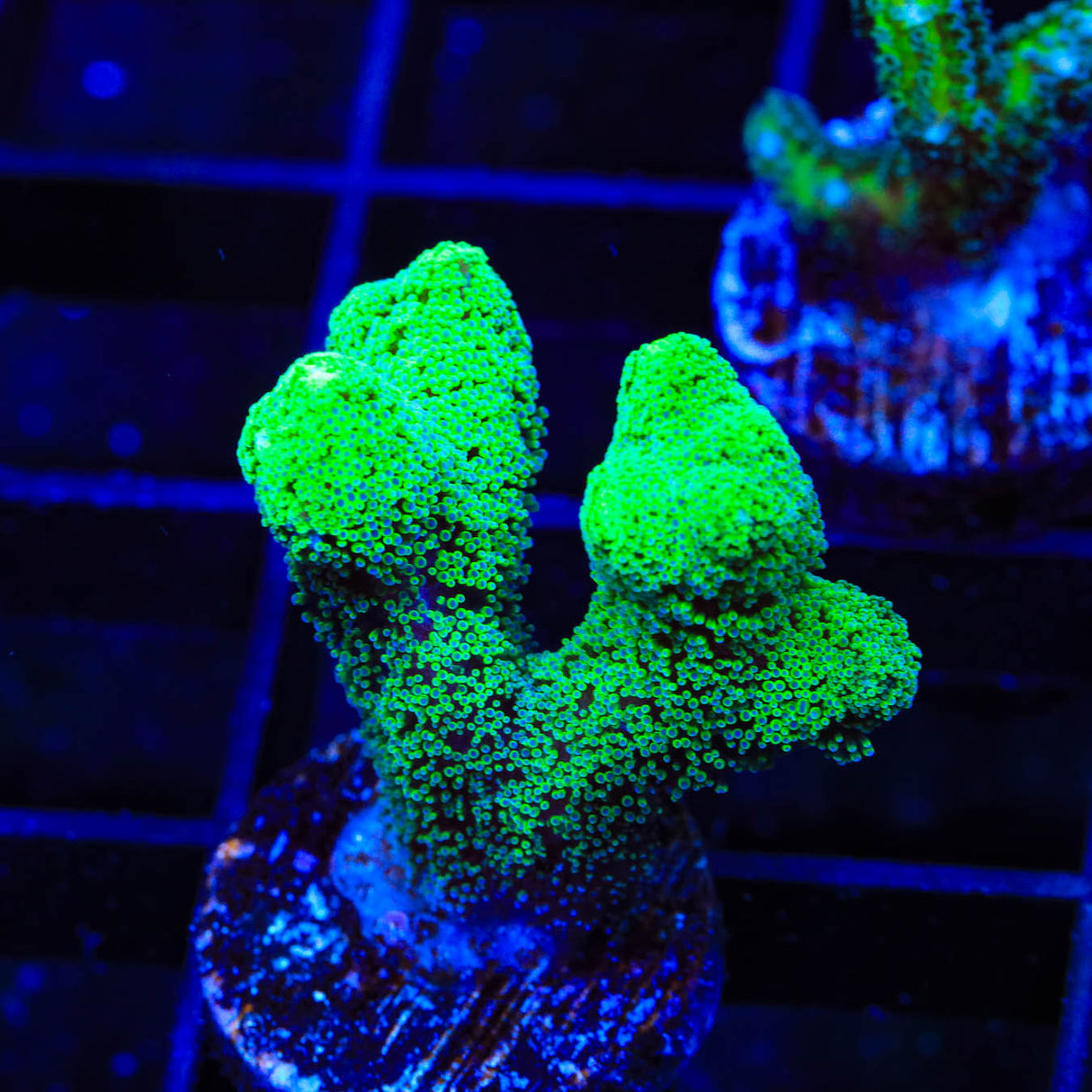 TSA Fuzzy Birdsnest Coral - Top Shelf Aquatics
