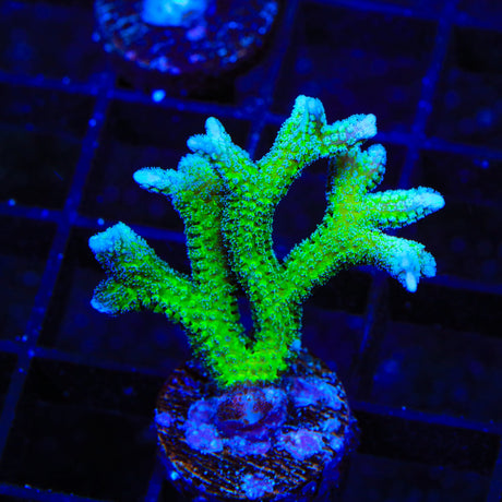 TSA Teal Birdsnest Coral