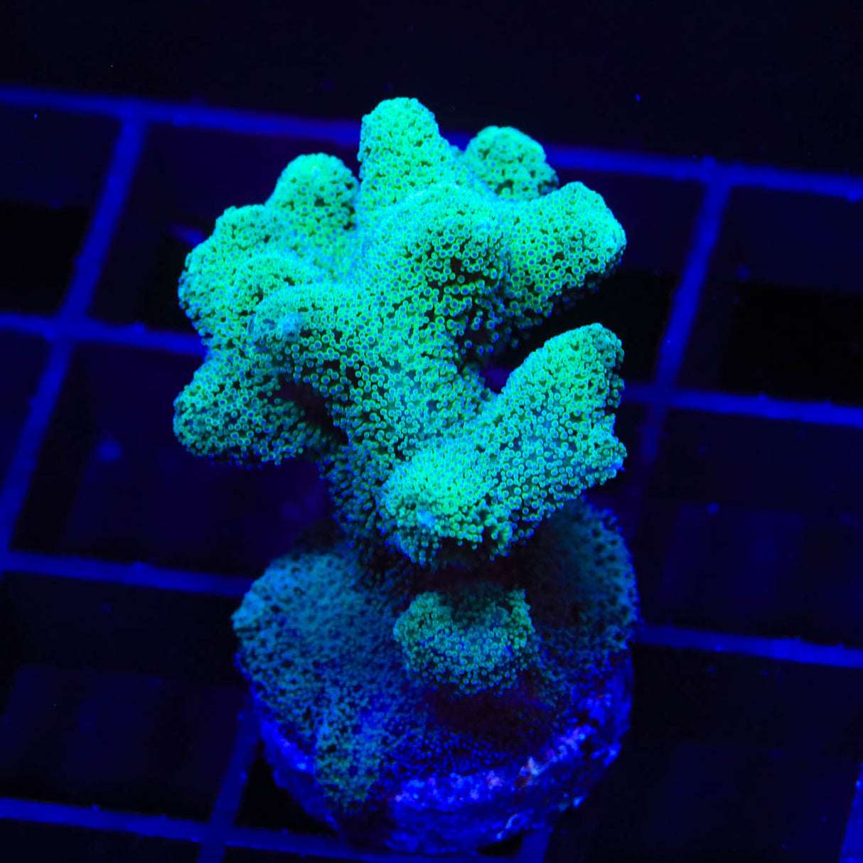 TSA Fuzzy Birdsnest Coral