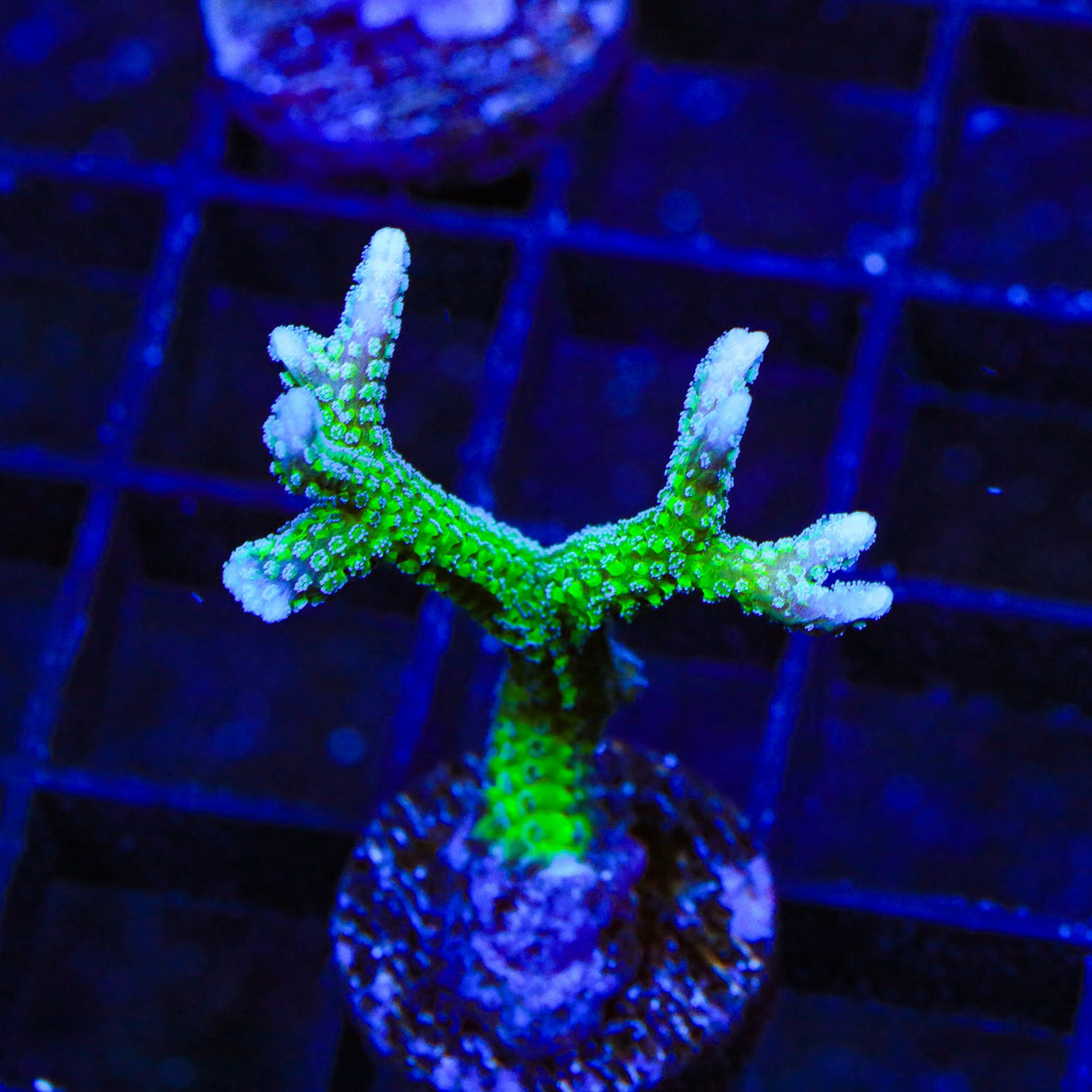 TSA Teal Birdsnest Coral