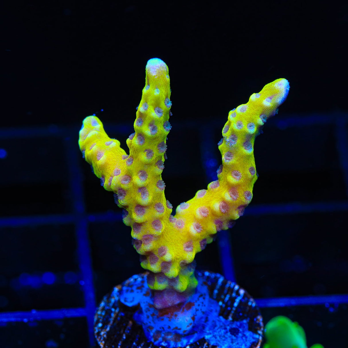 RRC Goldenrod Anacropora Coral