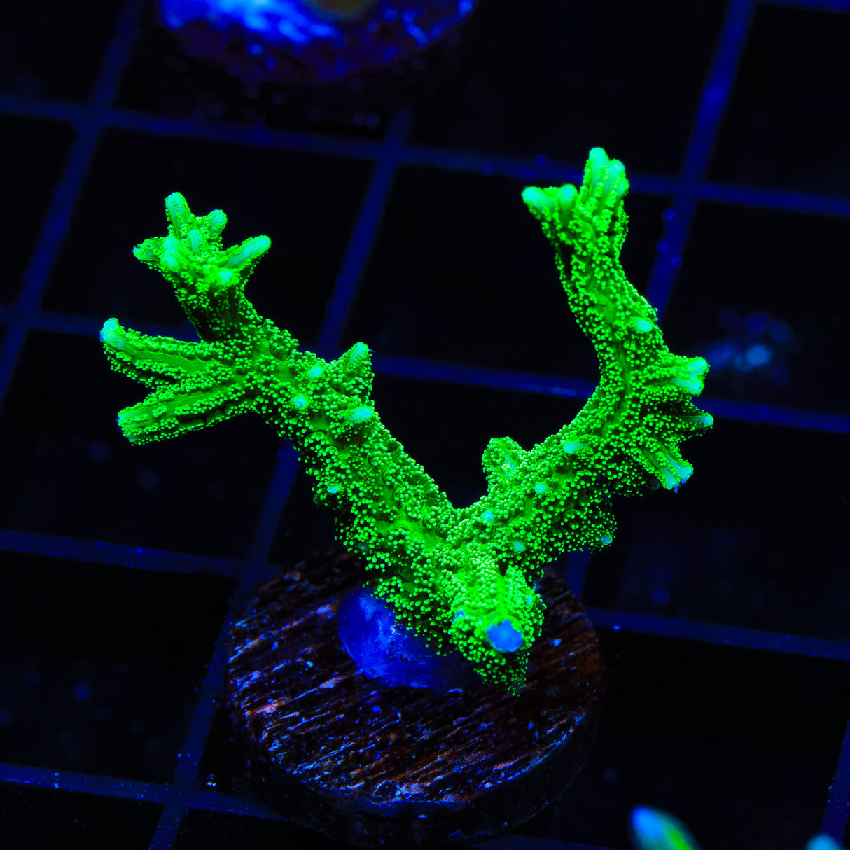TSA Jade Dragon Birdsnest Coral - Top Shelf Aquatics