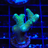 ORA Bird of Paradise Birdsnest Coral