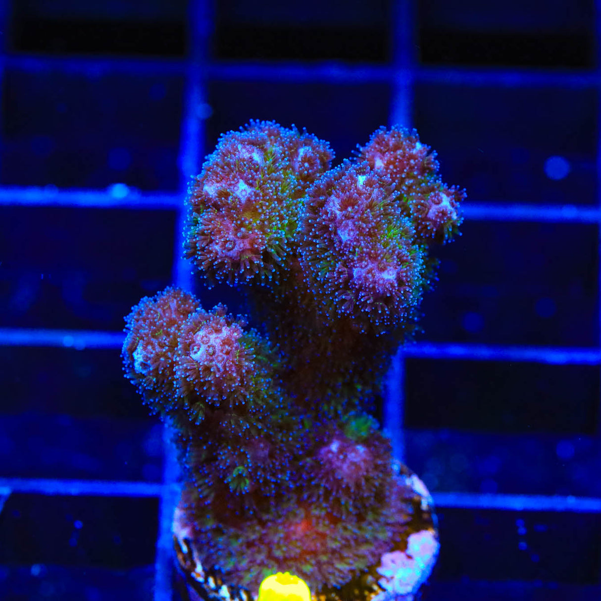 Green Pocillopora Coral - Top Shelf Aquatics