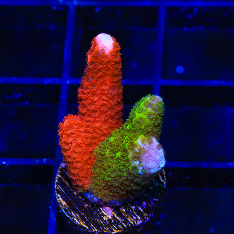 WWC Contraband Montipora Digitata Coral